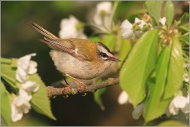 <p>KRÁLÍČEK OHNIVÝ (Regulus ignicapillus) /Firecrest - Sommergoldhähnchen/</p>